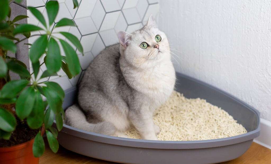 Фото 2 — Как выбрать лоток для кошки