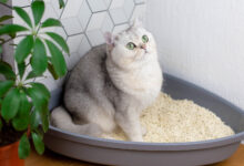 Photo of Как выбрать лоток для кошки