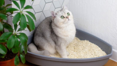 Photo of Как выбрать лоток для кошки