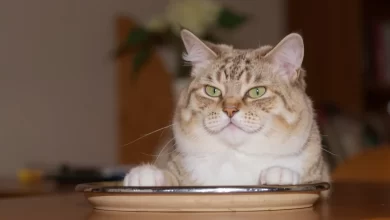 Photo of Как выбрать правильный лоток для кошки