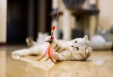 Photo of Топ-7 игрушек для кошек