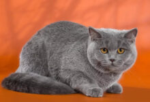 Photo of Как ухаживать за британской ангорской кошкой