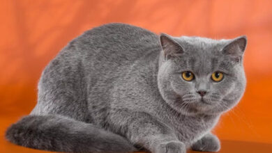 Photo of Как ухаживать за британской ангорской кошкой