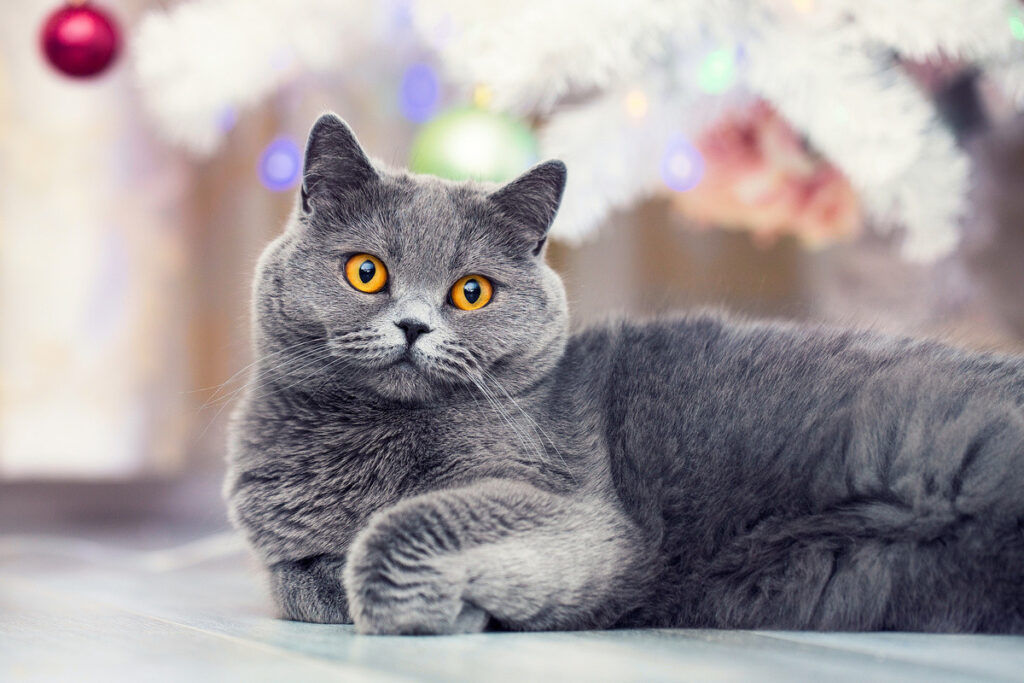 Фото 4 — Уход за короткошерстными кошками