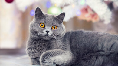 Photo of Уход за короткошерстными кошками